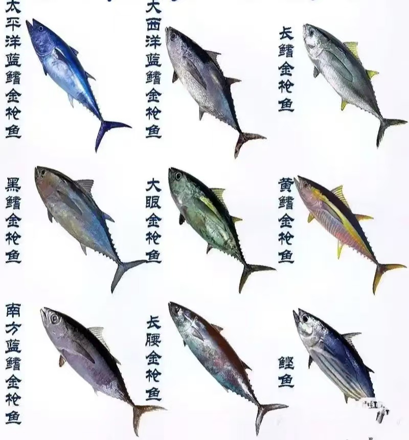 金枪鱼家族全解析